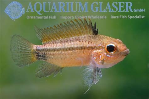 Apistogramma Eremnopyge Aquarium Glaser GmbH