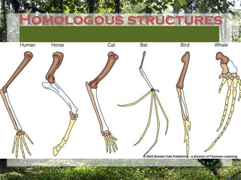 Ppt Darwins Theory Of Evolution Powerpoint Presentation Free