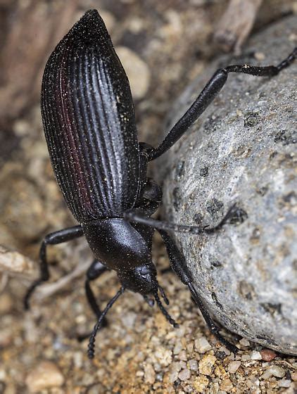 Desert Stink Beetle Eleodes Hispilabris Bugguide Net