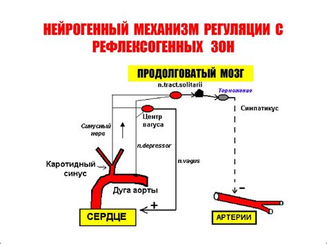 Артериальное давление и его регуляция - презентация онлайн