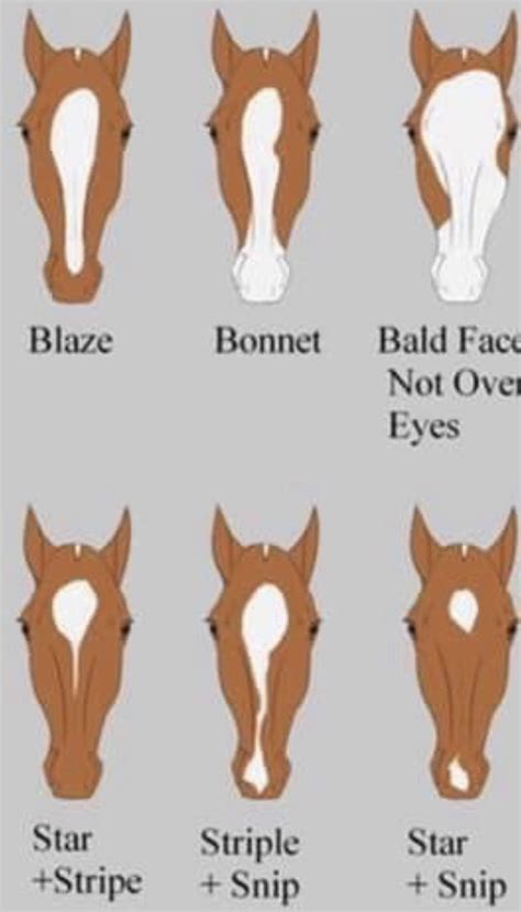 Horse Face Markings Blaze