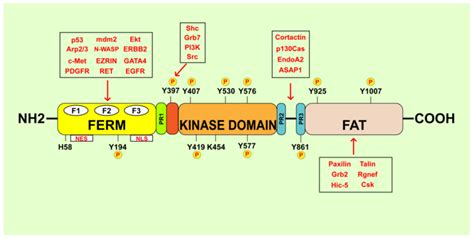 Schematic Representation Of Structural Domains Of Fak Fak Is Composed Download Scientific