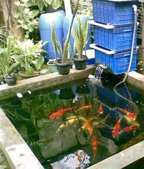 Cara Membuat Kolam Ikan Koi Minimalis Di Rumah Binatang Peliharaan