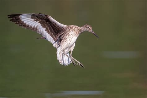 The Willet