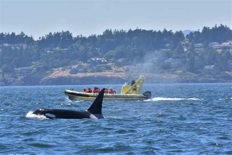 Victoria Hour Whale Watching Tour In A Zodiac Boat Getyourguide