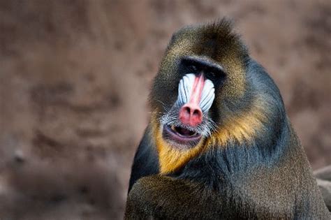 Colorful Mandrill – Mandrillus Sphinx | Monkey Facts and Information