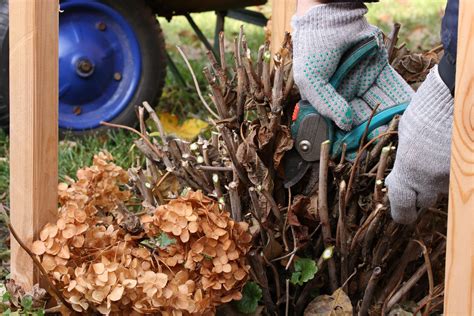 Bauernhortensie Schneiden Schnittanleitung Mit Bebilderung