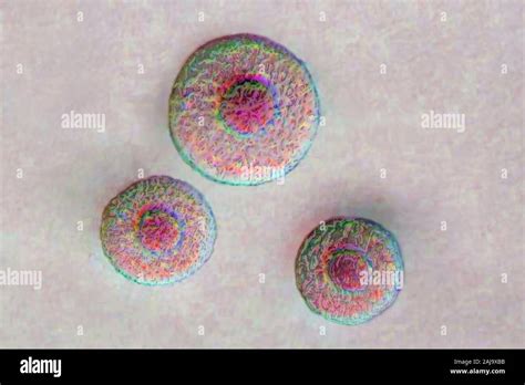 Mycoplasma Genitalium Bacteria Hi Res Stock Photography And Images Alamy