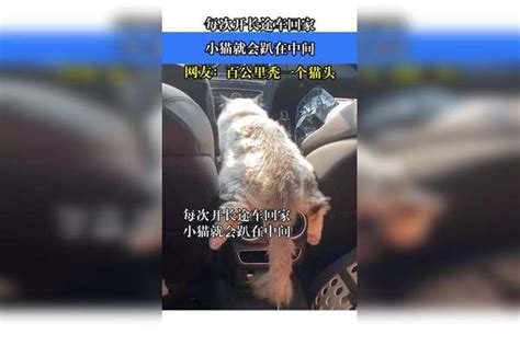 每次开长途车回家，小猫就会趴在中间，网友：百公里秃一个猫头 搞笑cp欢乐多小猫网友长途车