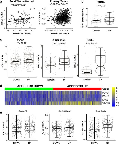 Apobec B Expression Positively Correlates With Pd L And Other Immune