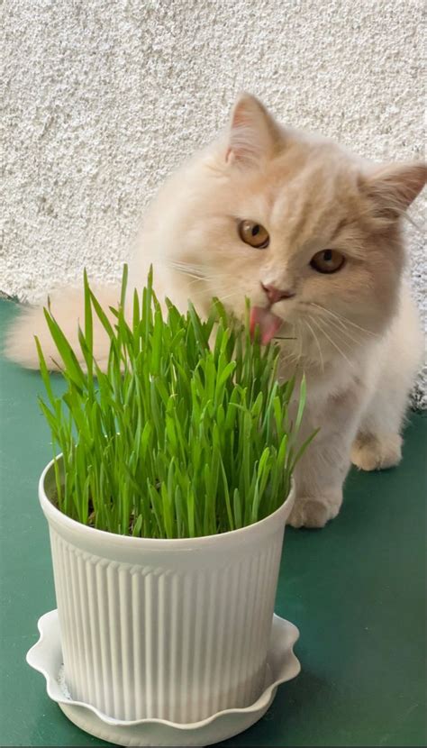 Indoor Greens Cat Grass Benefits Explained Artofit