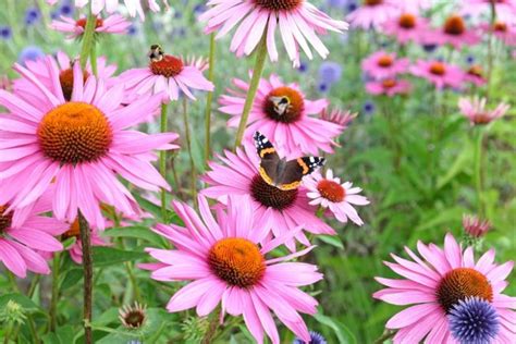 Echinacea Coneflower How To Grow And Care With Success