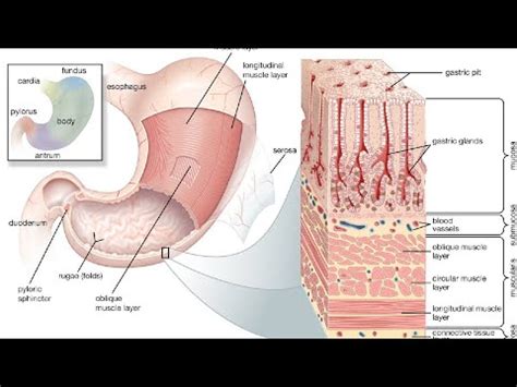 Hazm Qilish Sistemasi Gistologiyasi Oshqozon Me Da Bezlari Youtube