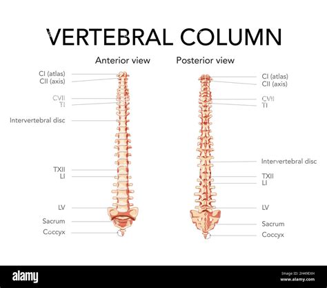 Human Vertebral Column In Anterior Posterior View Intervertebral Disc