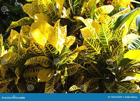 Plantas Amarelas E Verdes Brilhantes Do Croton Foto De Stock Imagem