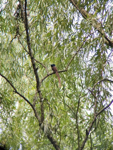 Amur Paradise Flycatcher from 汉口江滩二桥下 on June 6 2023 at 10 00 AM by