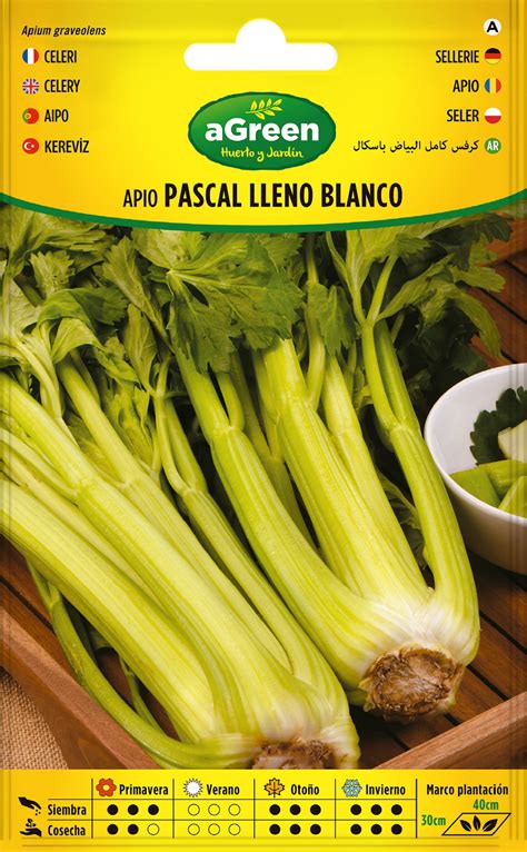 Apio Lleno Blanco Pascal Agreen Huerto Y Jardín