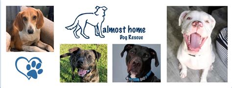 Almost Home Dog Rescue