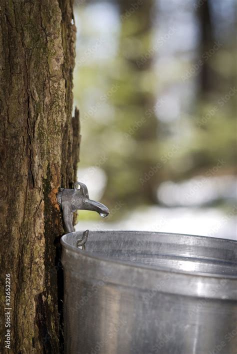 Droplet Of Sap Flowing Into A Pail For Make Pure Maple Syrup Foto De