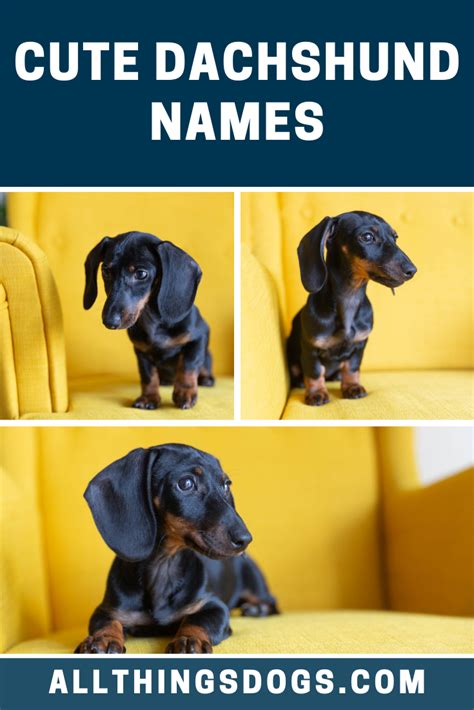 Dachshund names 70 delightful dreamy wiener dog names – Artofit