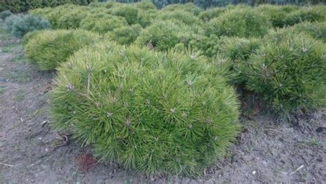 Pinus Densiflora Sosna G Stokwiatowa Low Glow Szk Ka Drzew I