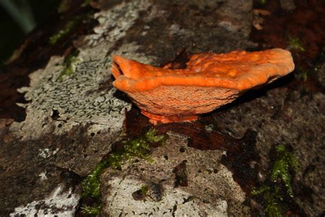 Pycnoporus Cinnabarinus 19 Stefanblaser Ch