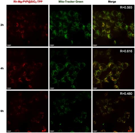 Mouse Microglia Cell Line Bv Atcc Bioz