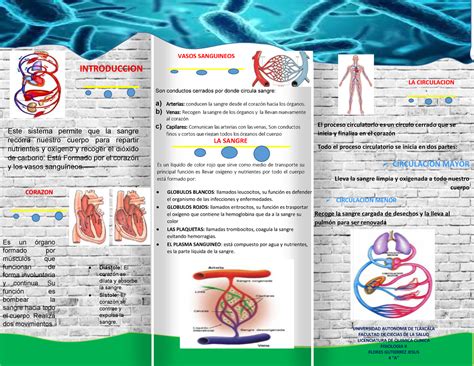 Triptico Del Sistema Circulatorio Este Sistema Permite Que La Sangre