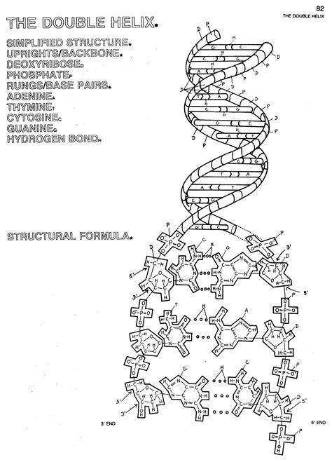 Dna Replication Coloring Worksheet Key