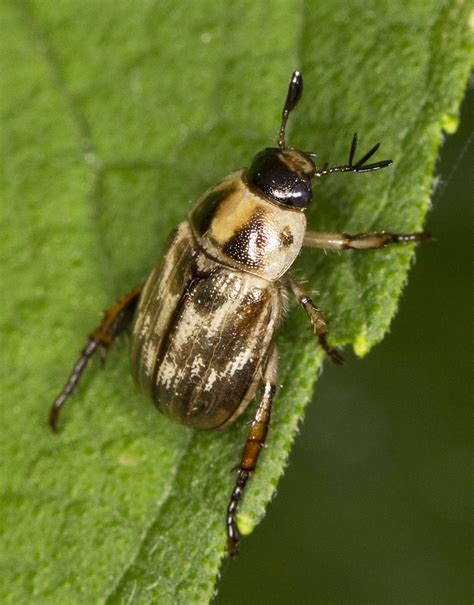 Oriental Beetle Exomala Orientalis June 20 2016 Susquehan Flickr