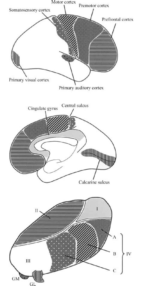 Distribution Of The Reciprocal Right Thalamocortical Pathway Above