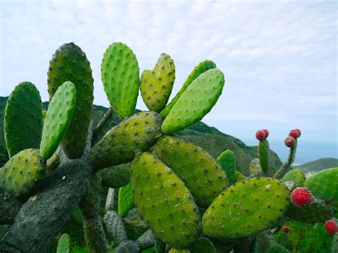 Tuna O Nopal Propiedades Beneficios Y Su Uso En La Cocina