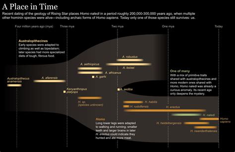 Homo Habilis Timeline