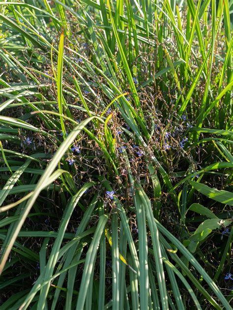 Coast Flax-lily | Swan Bay Environment