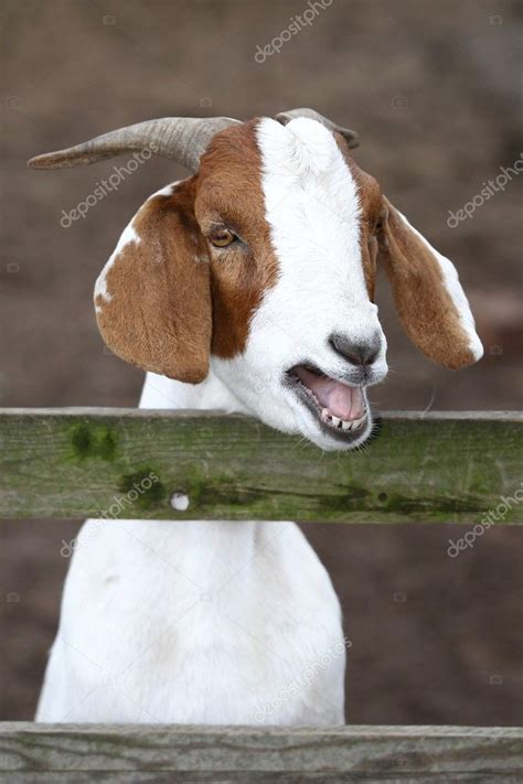 Bleating Goat Portrait — Stock Photo © fouroaks #8887967