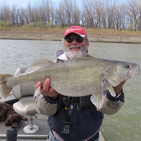 8 Walleye Fishing Montana River Outfitters