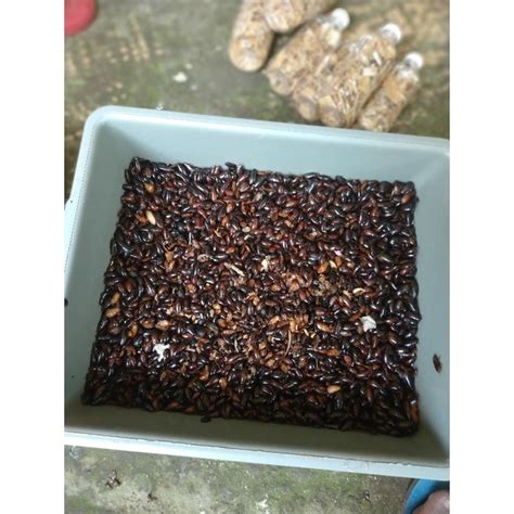 Jual Kecoa Batu Katerlak Ceremenje Umpan Alam Shopee Indonesia