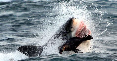 G1 Foca Escapa Milagrosamente De Ataque De Grande Tubarão Branco Notícias Em Planeta Bizarro