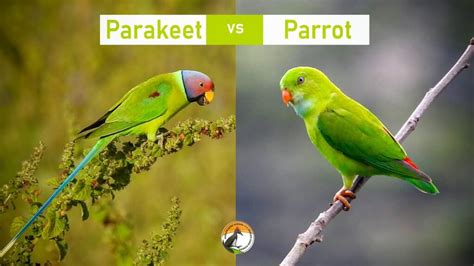 Difference Between Parrot And Parakeet - chirpingofbirds.com