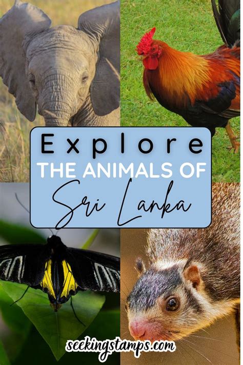 The Surprising National Animals Of Sri Lanka Artofit