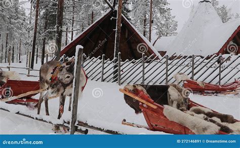 Reindeer Sleigh Rides In Santa Claus Village Rovaniemi Finland Stock