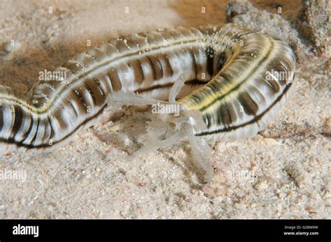 Spotted Worm Sea Cucumber Feather Mouth Sea Cucumber Or Giant Synaptid