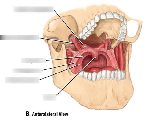 Muscles Of Soft Palate Diagram Quizlet