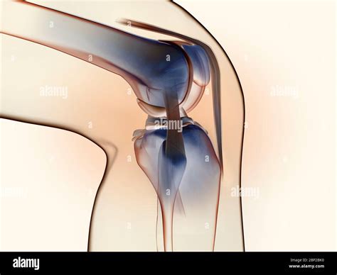 3D Illustration Showing Anatomy Of A Knee Joint With Transparent Femur