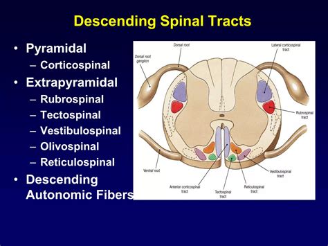 Pyramida And Extrapyramidal Tracts Ppt