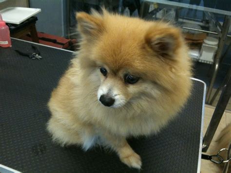 Pomeranian Puppy cut | Mobile Dog Stylists - Pet Grooming & Dog Home ...