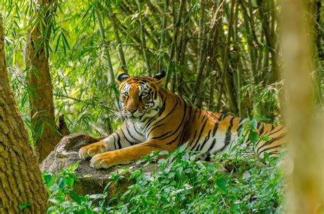 TODO sobre el TIGRE DE BENGALA Hábitat características y alimentación