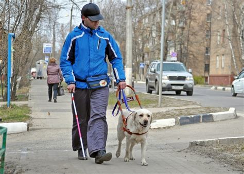 Собака слепого человека (80 фото) - картинки sobakovod.club