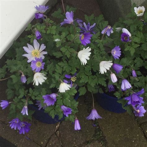 Hepatica Anemone In Gardentags Plant Encyclopedia