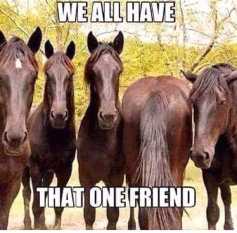 Horse Quotes Funny Funny Horse Pictures Horse Jokes Horse Riding